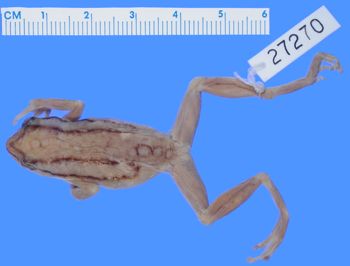 Media type: image; Herpetology A-27270